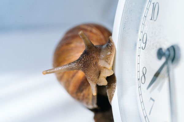 Schnecke an Uhr.jpg