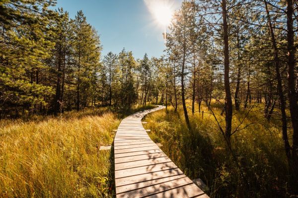 mountain-landscape-slovakia-mountains-juranova-dolina-valley-western-tatras-national-park-oravice-orava-region-educational-trail-through-bog.jpg